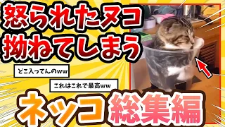 【2ch動物スレ総集編】飼い主に注意されて拗ねてしまう子ネッコさん→可愛すぎて悶絶www/ネッコ300選‼