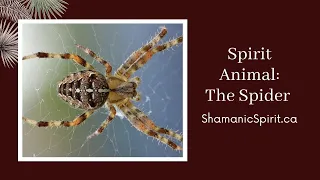 Animal Spirit Guide: The Spider (Shamanic Power Animal). Spider Symbolism