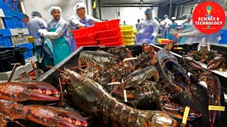 AMAZING GIANT LOBSTERS HARVESTING-LOBSTERS FACTORY PROCESSING LINE-MODERN TECHNOLOGY LOBSTER PLANT