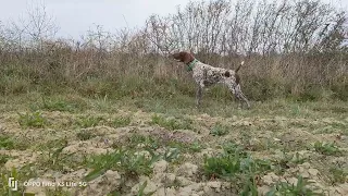 BIBA E SUA FIGLIA MILA DI SAN FIORANO 10 MESI SU FAGIANA VERA