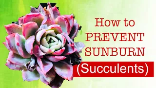 HOW TO PREVENT SUNBURN IN SUCCULENTS (Why SUCCULENTS get SUNBURN )