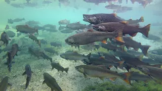 INCREDIBLE salmon run Underwater footage