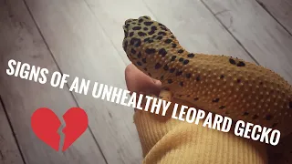 Sick leopard gecko? | Signs of an unhealthy leopard gecko