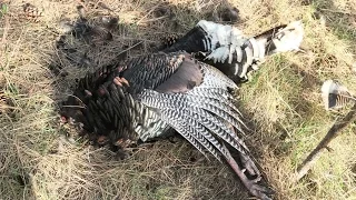 SVE1 - HEADLESS TURKEY FOUND