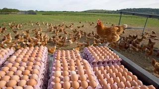 Chicken Farm: Behind the scenes of construction, egg handling, and chicken processing