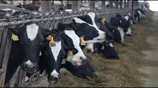 Small dairy farmers are struggling, big dairy is thriving in Wisconsin