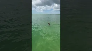 Dog jumps in after dolphins🐬  #crazy #wildlife #florida #ocean #shorts ￼