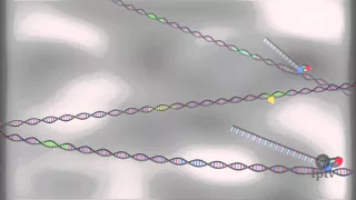 How the Soybean Cyst Nematode Enters and Changes a Soybean Plant