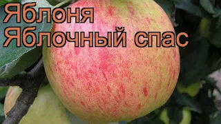 Яблоня обыкновенная Яблочный спас (malus) 🌿 обзор: как сажать, саженцы яблони Яблочный спас