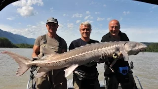 Ловля белого  Осетра Канада 2 метра 33 см  fraser river рыбалка канада sturgeon fishing