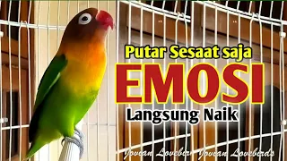 DENGAR SESAAT SAJA, Bikin Lovebird Manapun cepat Terpancing, EMOSI NAIK ikut Ngekek Panjang