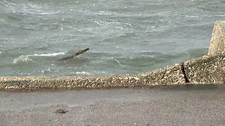 Sandbanks Poole storm Eunice