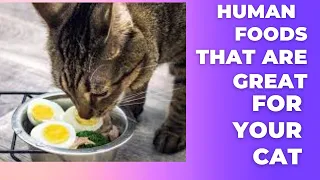 human foods that are great for your cats