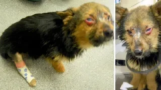 Teens Beat Tiny Dog & Feed Him Drugs, Then Set Him on Fire & Dump Him in Trash