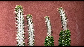 Alluadia procera, Madagascar Ocotillo & Pachypodium lamerii