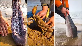 Catching Seafood's 🦐🦀 Deep Sea Creatures (Catch Crab, Catch Fish) - Tik Tok #124