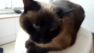 Siamese cat meowing before I take a shower