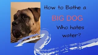 How to bathe a BIG dog who hates water!