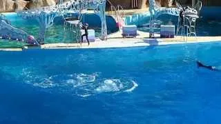 Dauphins - Marineland Antibes 2014