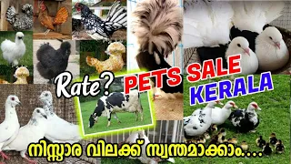 😻Pets Sale Kerala❤‍🔥Pigeon💞Fancy Hen🥰Duck😍Cow💙Pets sale Kerala🤗low rate pets sale😇Pravu Valarthal💛