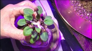 Removing Suckers and Leaves from African Violet