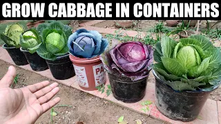 Grow Cabbage From Seeds | SEED TO HARVEST
