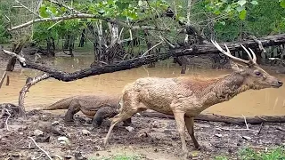 Whaooo Komodo Hunting deer