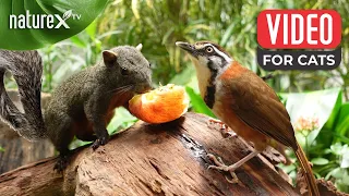 Love furry friends 😺 that's why I create videos squirrels and birds singing every day | NatureX TV