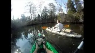 Kayakers Vs. Alligators