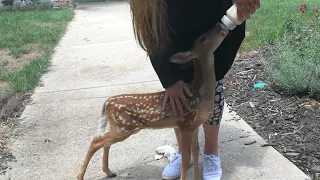 July 30 2019 Feeding Google The Baby Deer Fawn Part 1