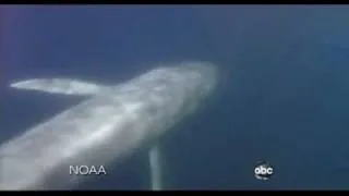 Blue Whale Migration Caught on Tape