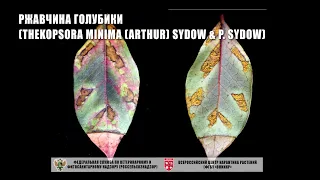 Ржавчина голубики (Thekopsora minima (Arthur) Sydow & P. Sydow)