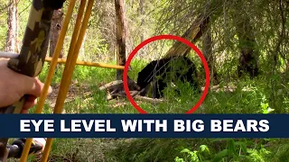 Alaska Black Bear From the Ground with a Recurve