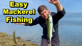 Easy Way - How To Catch Mackerel and Kill Them humanely For Food