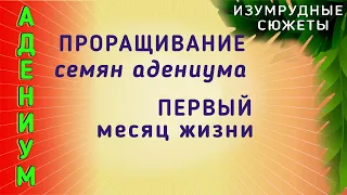 Адениум. Проращивание Семян Адениума. Первый Месяц Жизни Сеянцев Адениума.