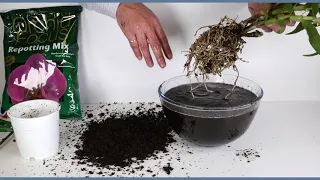 Repotting a Dendrobium orchid from coir to bark