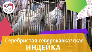 ИНДЕЙКИ  СЕРЕБРИСТАЯ  СЕВЕРОКАВКАЗСКАЯ Агропромышленная выставка Золотая  осень 2016 iLikePet