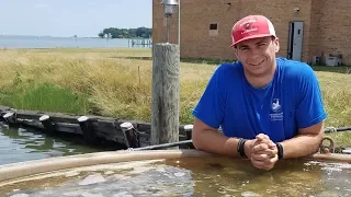 Oyster Restoration with the Chesapeake Bay Foundation