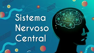 Sistema Nervoso Central - Brasil Escola