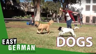 Dogs | Super Easy German (9)