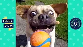 TRY NOT TO LAUGH - FUNNY ANIMALS Compilation | Dogs & Cats | Funny Vines June 2018