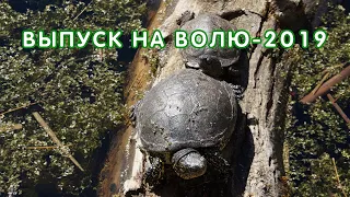 Выпуск болотных черепах на волю в Краснодарском крае, 2019 год