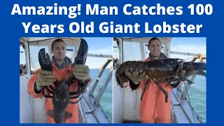 Rare but Amazing! Man Catches 100 Years Old HUGE Giant Lobster, Video Viral