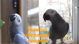 Timosha talking parrot, a kind of Jacko. Video selection #10