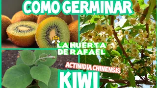 Cómo germinar Kiwi 🥝 y sus cuidados|•|Actinidia chinensis|•|El cultivo del kiwi|•|2Da Temporada