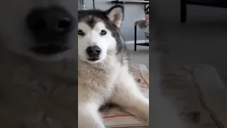 Husky dog sing songs with his owner #shorts