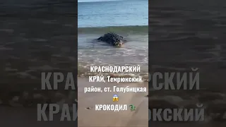 КРОКОДИЛ в ЧЕРНОМ МОРЕ 😳😳 ст. Голубицкая