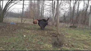 Turkey vs rooster. Funny fight