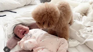 How dogs soothe a crying baby