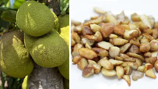 How to Cook Jackfruit seeds | Easy Jackfruit Seeds Recipe